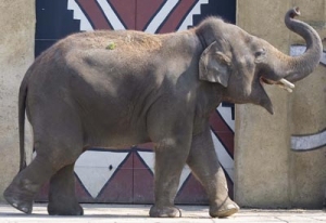 Bellewaerde_Park_-_Olifant_Po-Chin