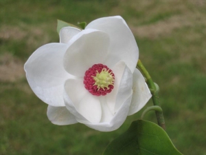 Magnolia-sieboldii