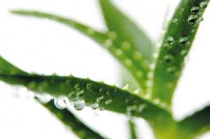 Ambiance_Aloe_Vera_2__Forever_Living_Products