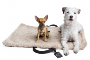 chiens