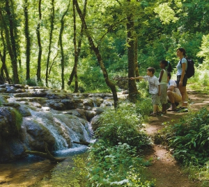 Balade-en-foret_defaut