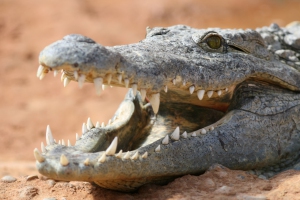 Crocodile_du_Nil