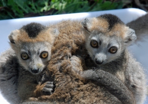 Photo_Jumeaux_Lemur_couronn_2__P.Roux_MNHN