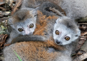 Photo_Jumeaux_Lemur_couronn__P.Roux_MNHN