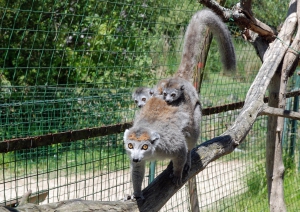 Photo_Lemur_couronn__P.Roux_MNHN_01