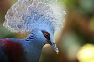 Goura_victoria_Val_dHrault_nature_-_Fotolia_c