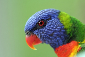 Loriquet_Val_dHrault_nature_-_Fotolia_c