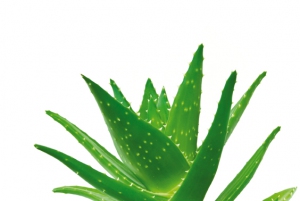 Ambiance_Aloe_Vera_3__Forever_Living_Products