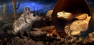 A__Scorpion_Mouse_and_a_Diamondback_Rattlesnake_in_Arizonas_Sonoran_desert_composite_image__Randall_Babb__BBC_2014