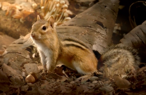 Chipmunk_in_Northern_Temperate_Forest_composite_image_BBC_2014