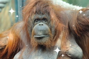 PHOTO_orang_outang_noel2015__F-G_Grandin_MNHN