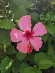 hibiscus