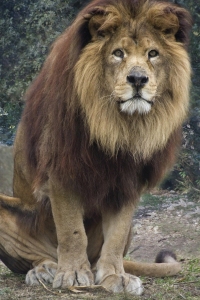 Lion_de_lAtlas_D_Bali_assis_-_Zoo_des_SO_-_Sandrine_Silhol