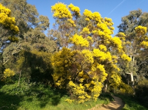 ROUTE DU MIMOSA