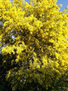 mimosa en fleur