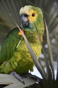 PARROTWORLD_Amazone_credit_Jonas_LIvet_-_BD