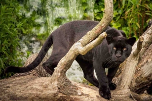 Parrot_Wolrd_jaguar_Emma_-_BD
