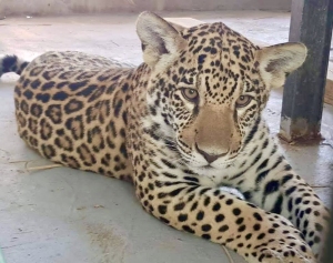 Parrot_World_-_jaguar_TiPunch_1