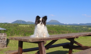 COMBRAILLES_AVEC_DOG
