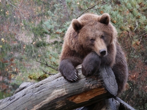 ours_pyrenees_