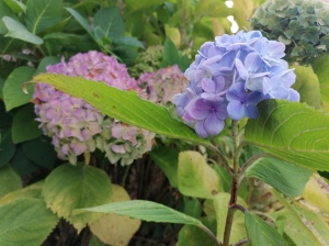 hortensias_