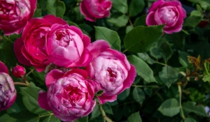 roses_c_chateau_de_versailles_-_m._daviau_0
