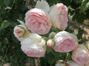 roses_ronsard_